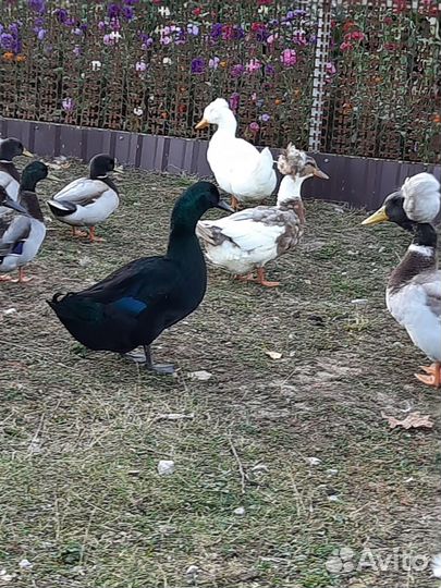 Уточки и гуси