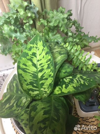 Комнатные растения