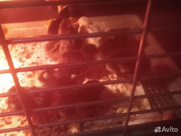 Куры цыплята