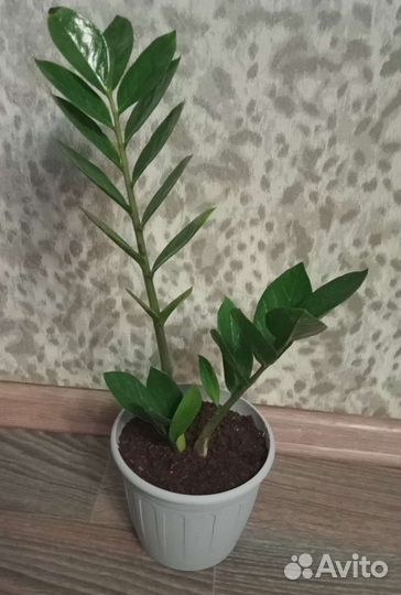 Замиокулькасы черный Raven и зелёный