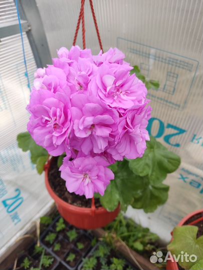 Герань пеларгония розебудная кашпо