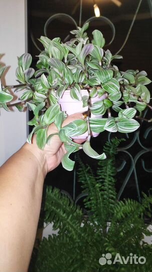 Домашние цветы