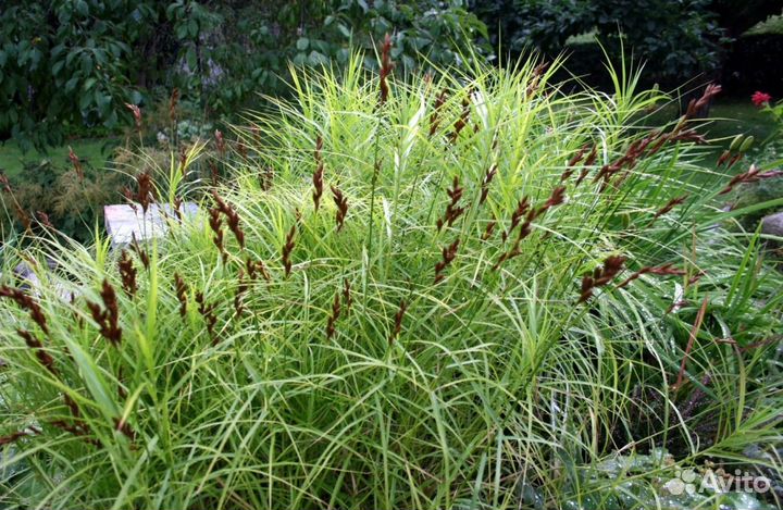 Растения для пруда и биоплато. Часть 1