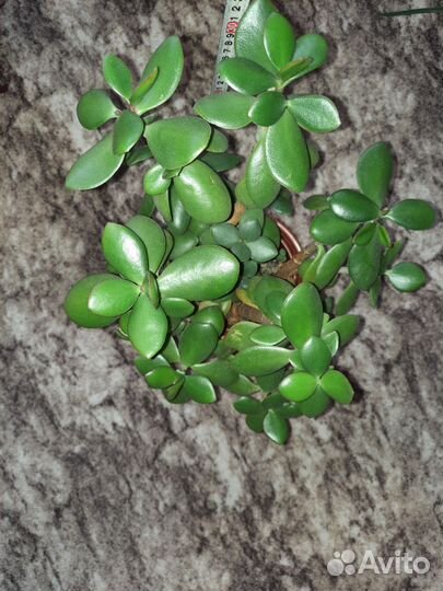 Толстянка (денежное дерево)