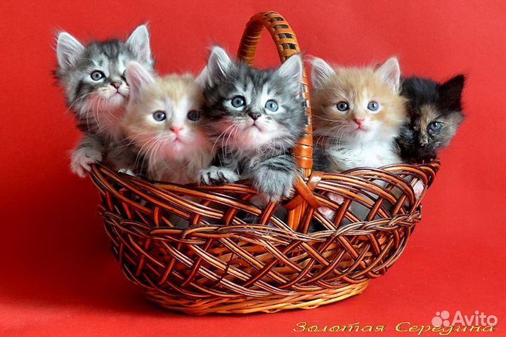 Малыши курбобики