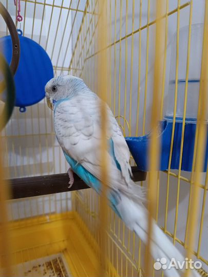 Волнистые попугаи с клеткой