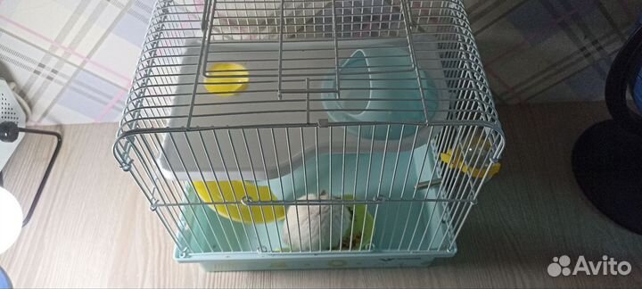 Джунгарский хомяк с клеткой