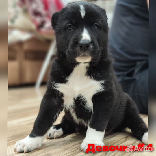 Продажа щенки сао алабай