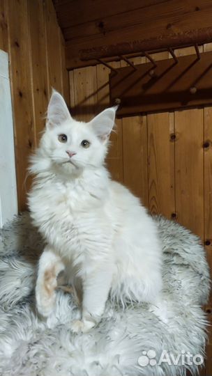 Девочка Мейн Куна Nala