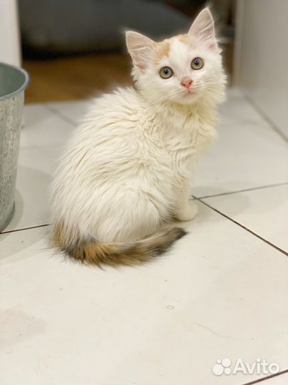 Котенок девочка