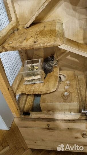 Витрина для грызунов