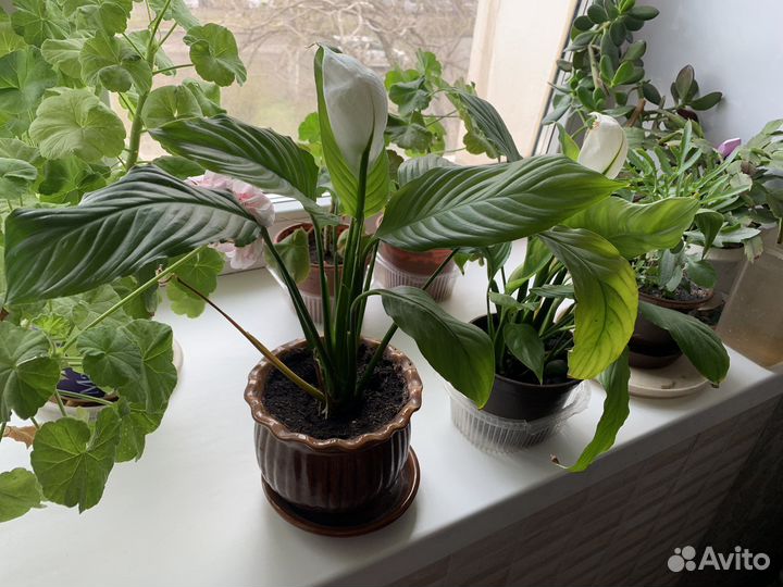 Цветок женское счастье