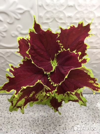 Колеус SG Crown Jewel