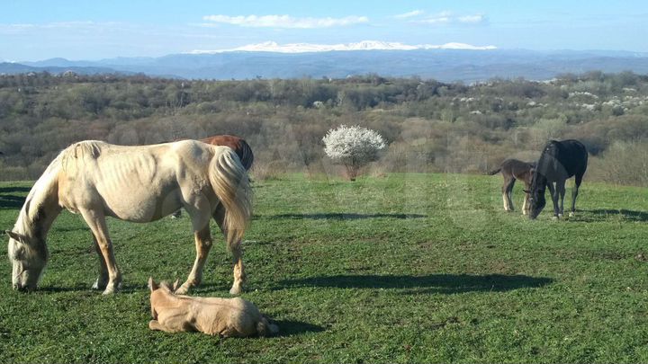 Участок 23,8 га (СНТ, ДНП)