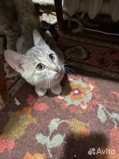 Котенок девочка кошечка