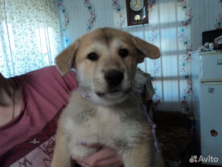 Щенки пиренейской горной собаки