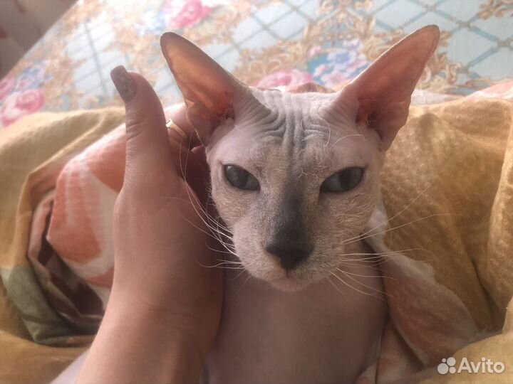 Отдам кошечку