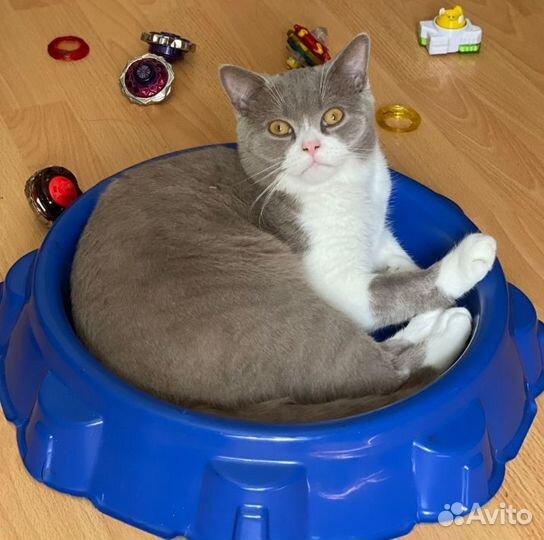 Настоящие шотландские/шиншила котята