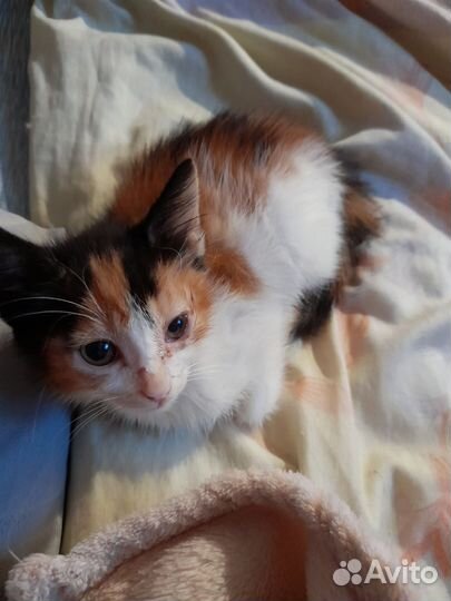 Котенок в дар