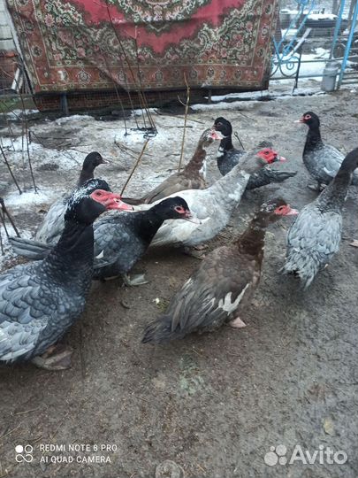 Мускусные утки тяжелые линии