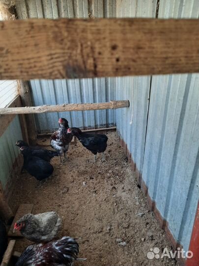 Петух Араукан