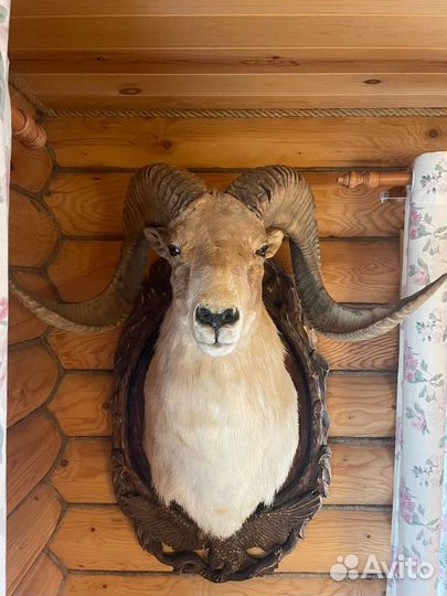 Чучела животных