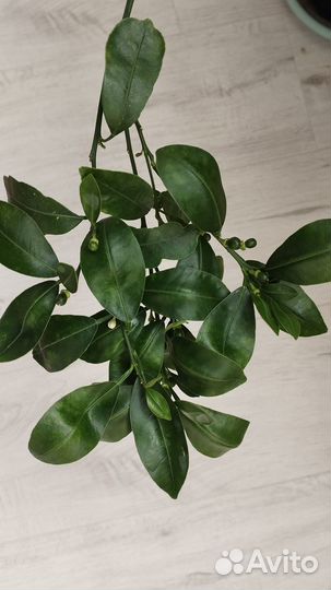 Каламондин-мандарин