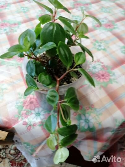 Мюленбекия