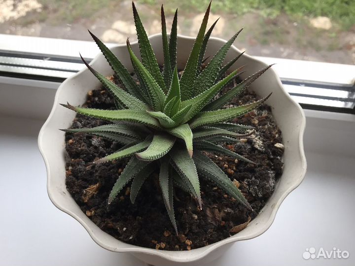 Суккуленты: хавортия, гастерия за шоколадку