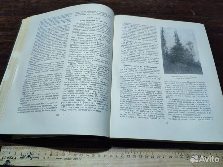 Ткаченко М.Е. Общее лесоводство 1952