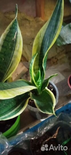 Цветы в горшках, комнатные