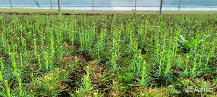 Сеянцы сосны обыкновенной зкс в розницу