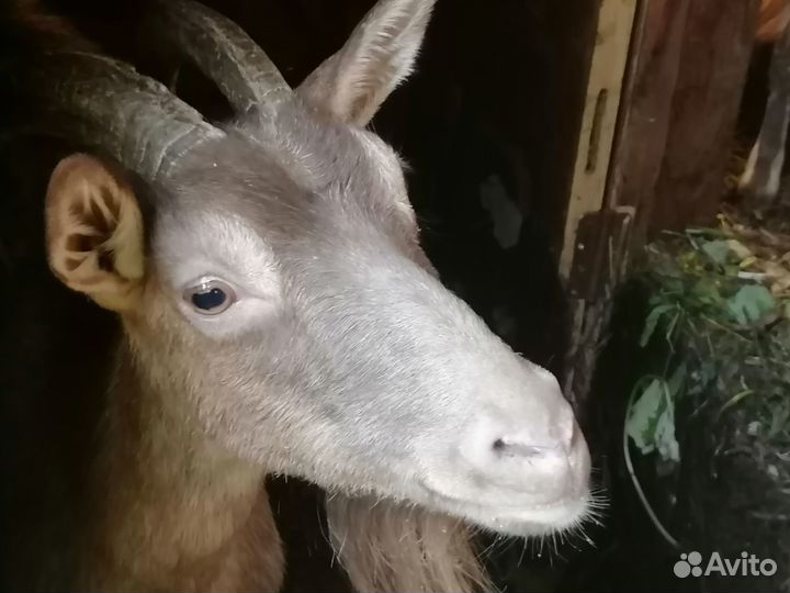 Две козы и один козлёнок
