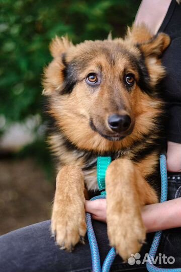 Прекрасный щенок в добрые руки