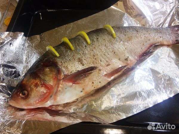 Свежая Рыба Толстолобик