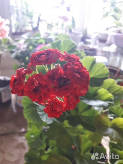 Пеларгония герань