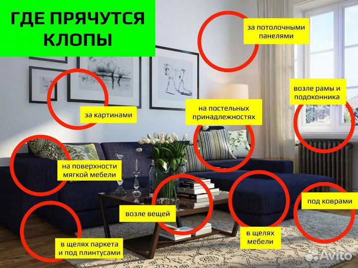 Дезинфекция тараканов клопов крыс плесени запаха