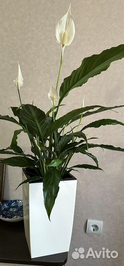 Спатифиллум