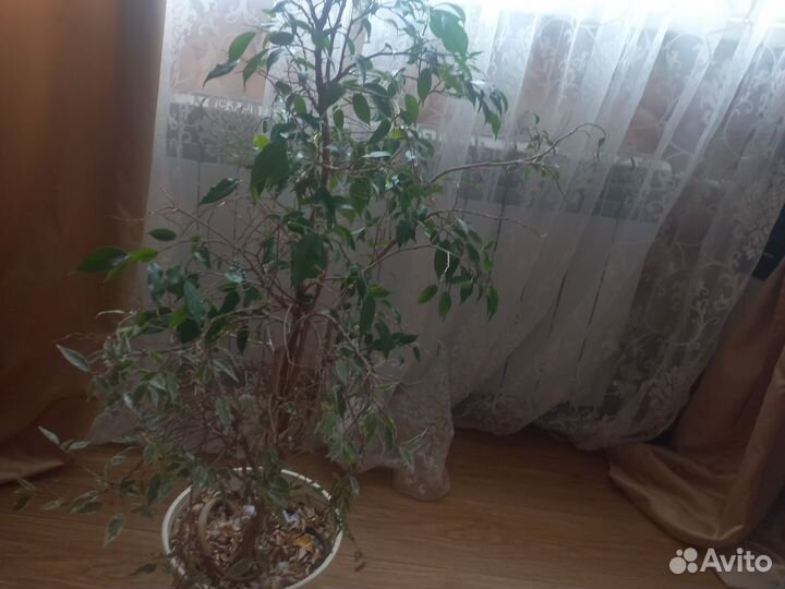 Фикус бенджамина плетеный