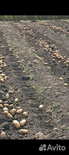 Продукты питания