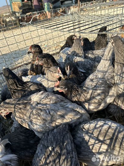 Куры несушки доминант