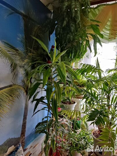 Пальма драцена, цена договорная