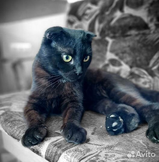 Котик в добрые руки