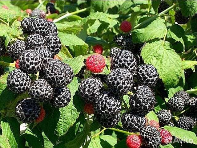 Кумберленд чёрная малина