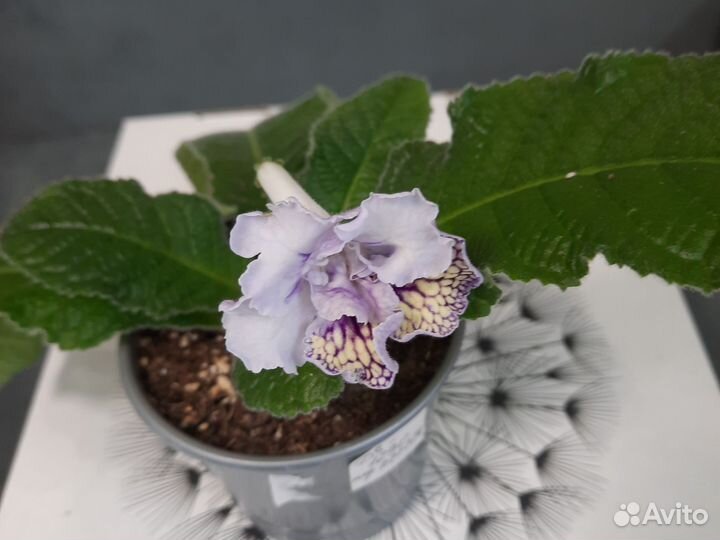 Стрептокарпусы