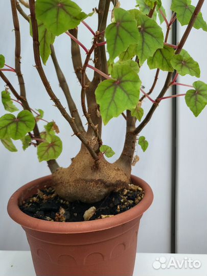 Бегония Дрега