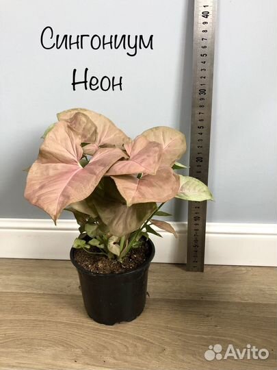 Сингониумы сортовые