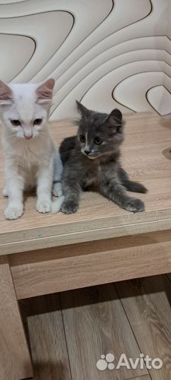 Кошка в дар бесплатно