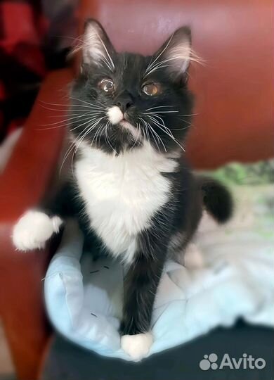 Особенный котенок