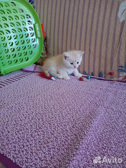 Британские котята